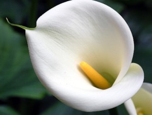 Calla, Zantedeschia aethiopica