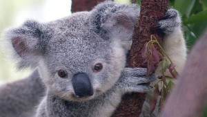 koalas