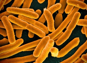 escherichia-coli