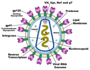 virione HIV