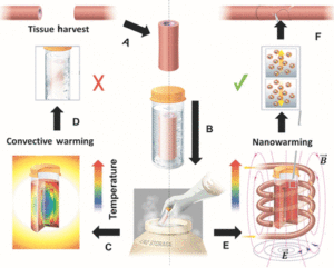criopreservazione tramite nanoriscaldamento
