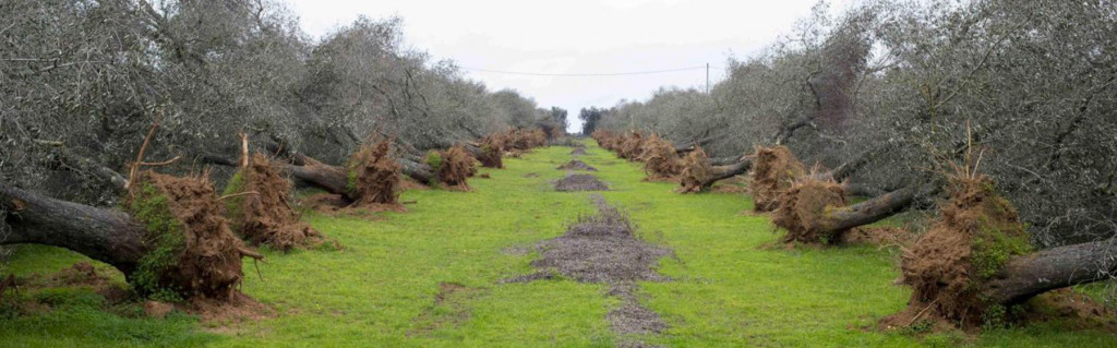 xylella fastidiosa