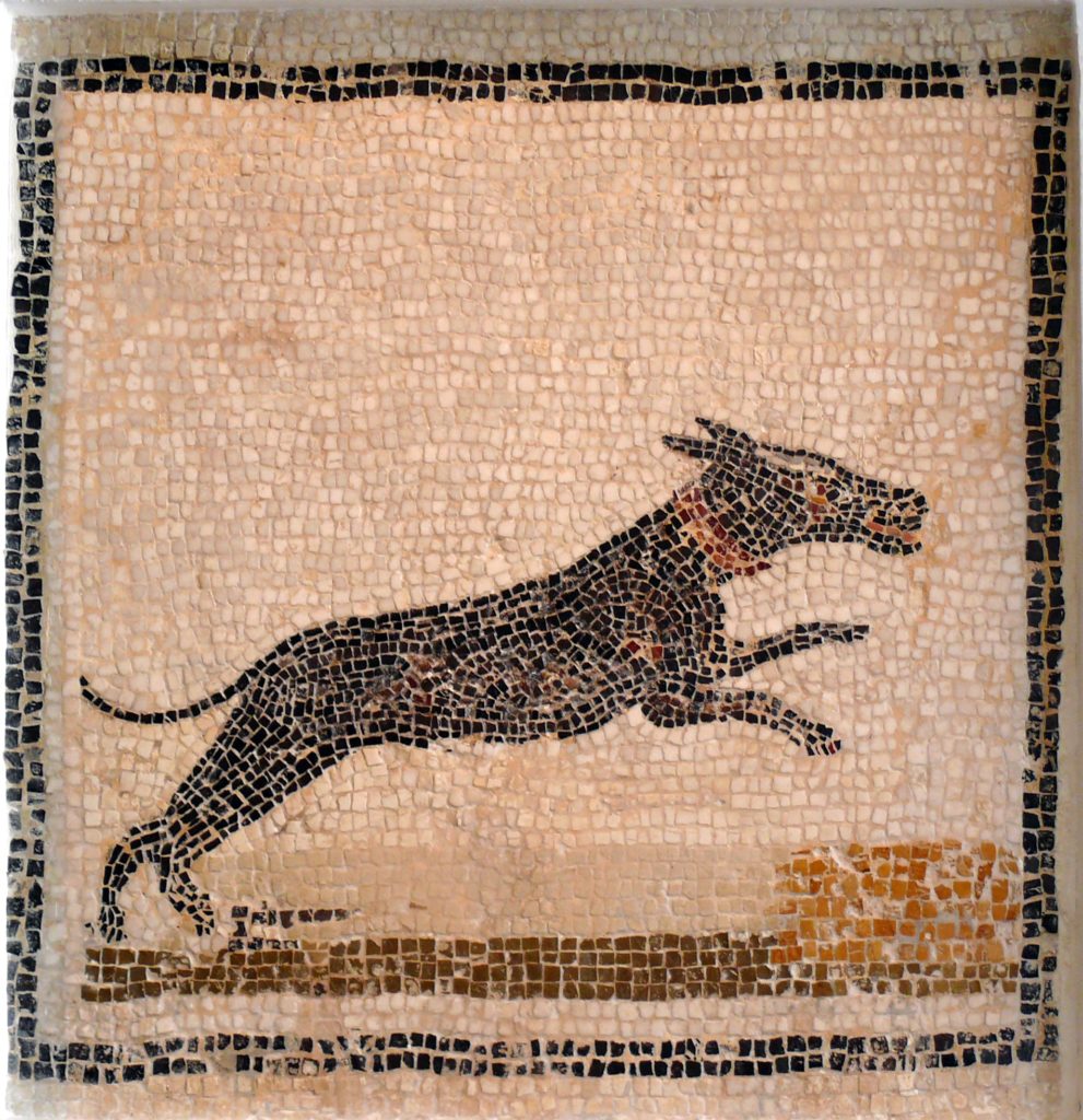 mosaico cane