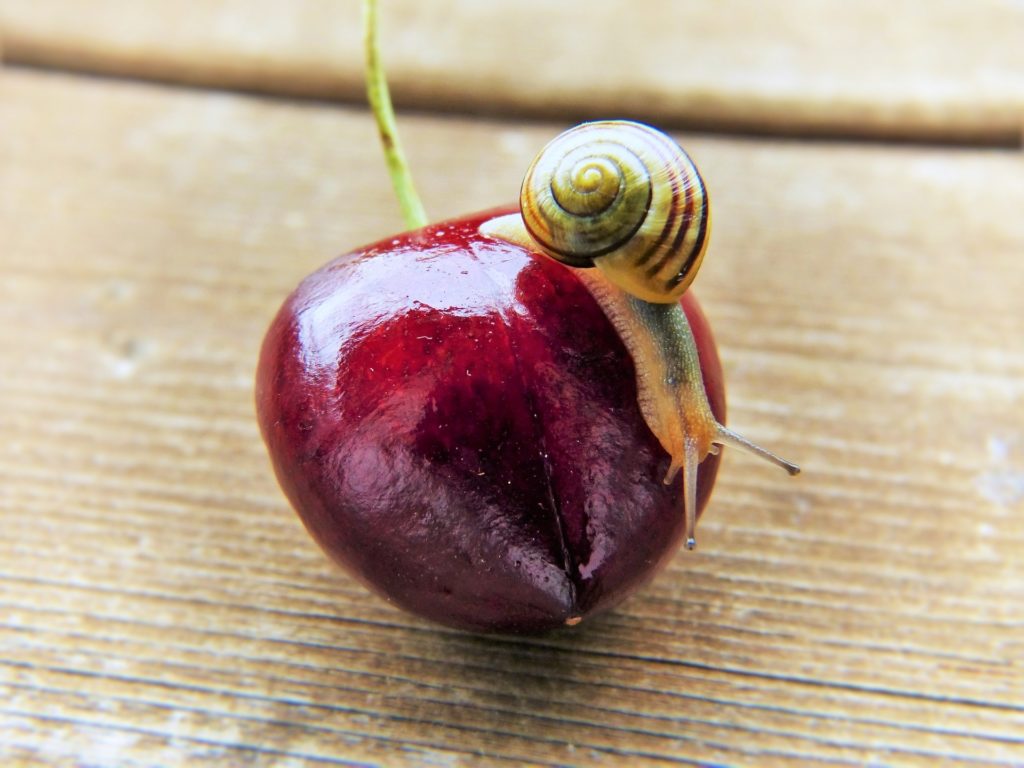 Sicurezza alimentare: tutti i dati della situazione in Italia