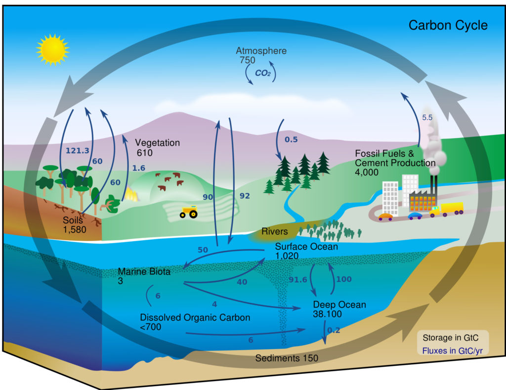 ciclo del carbonio