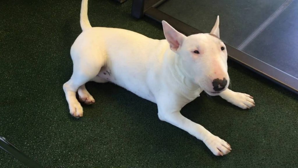 Addestratore morto per malore. Sid il bull terrier è innocente