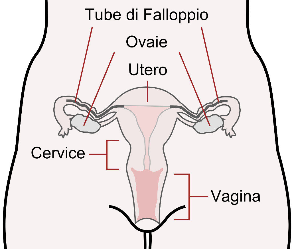 apparato riproduttivo femminile