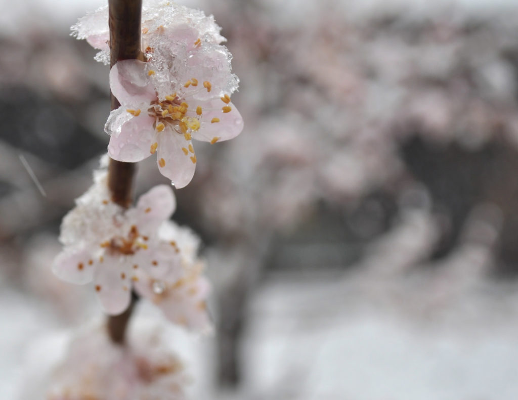 Cambiamenti climatici: tre giorni della merla o primavera?