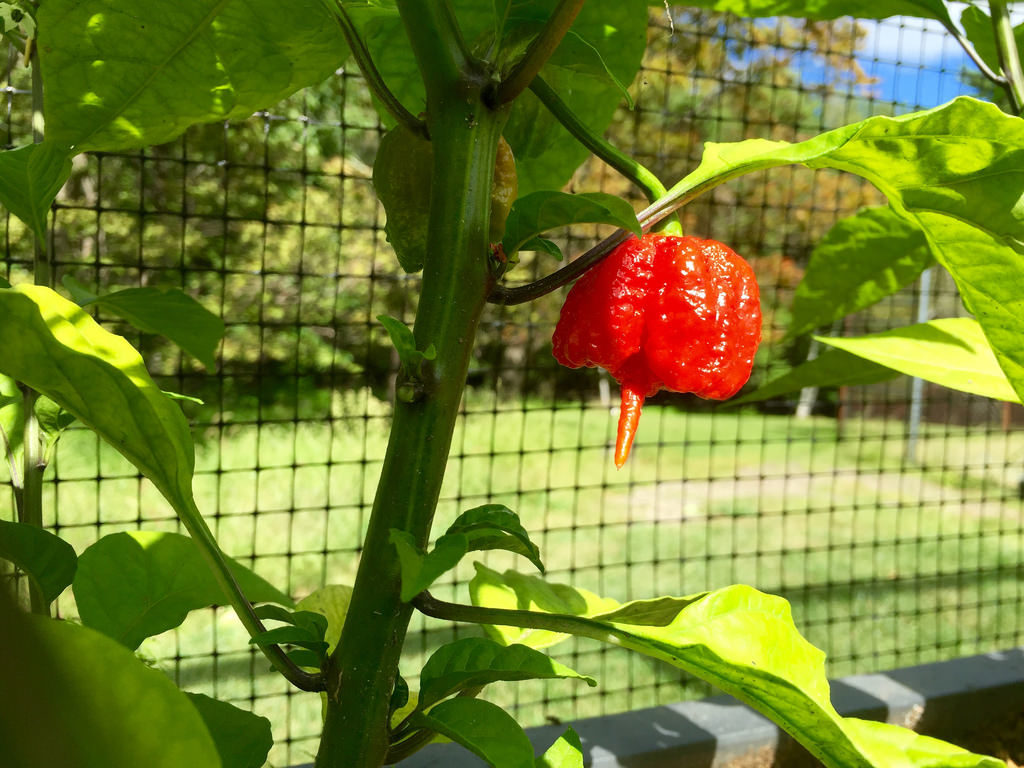 carolina reaper