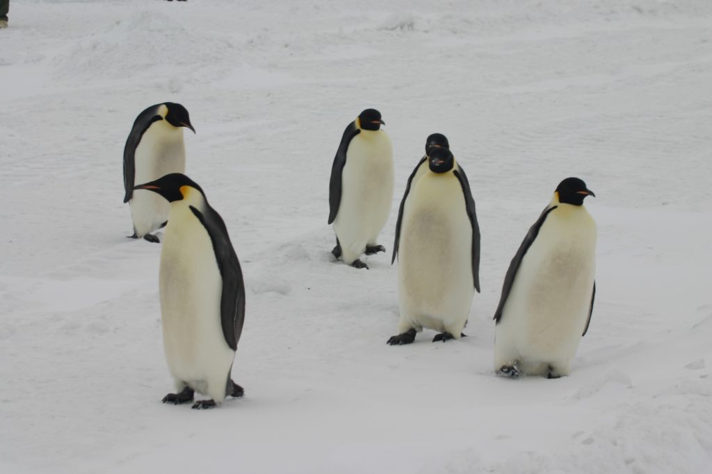 migliaia di puclini di pinguino imperatore