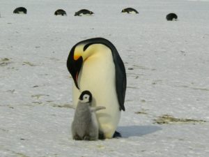 un pulcino di pinguino imperatore con la sua mamma - migliaia di pulcini di pinguino imperatore