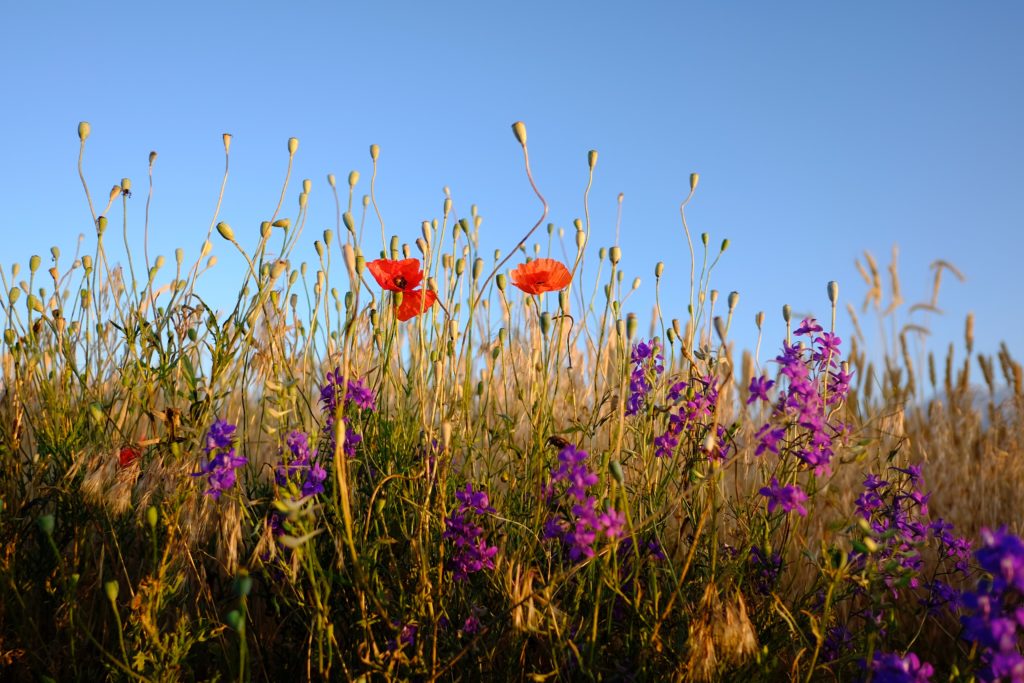 Gli-agricoltori-si-rivolgono-alla-natura-per-mantenere-un-ecosistema-più-sano