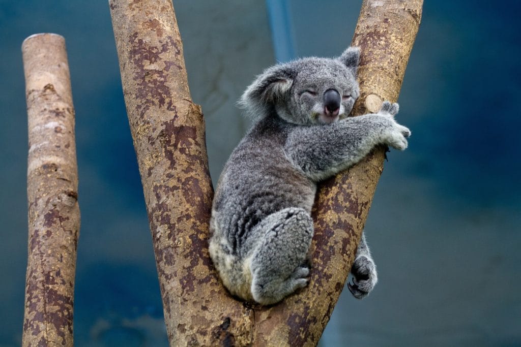 koala