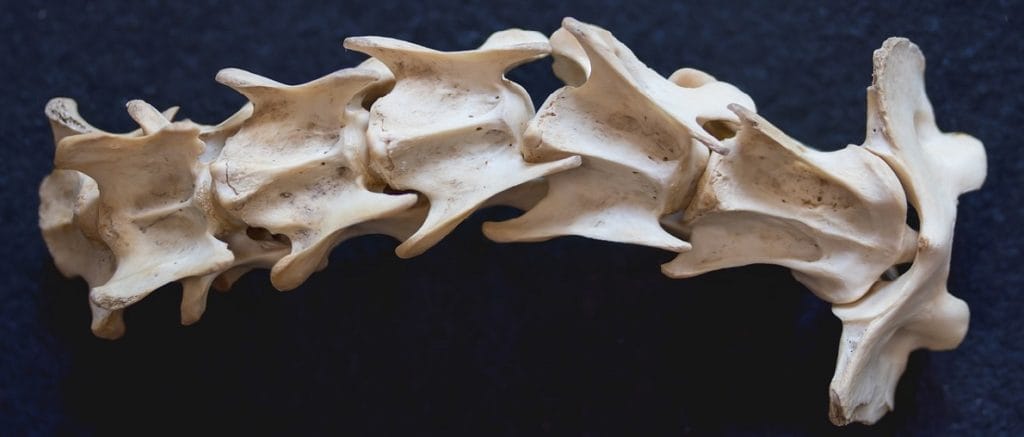 vertebre umane