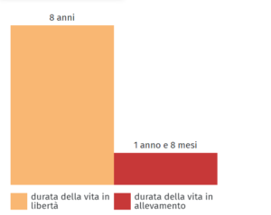 uova da allevamento