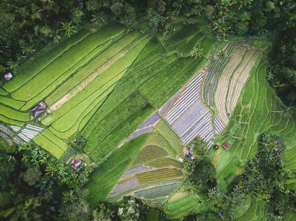 Quando-SeeTree-decolla-AI-e-droni-offrono-più-vantaggi-agli-agricoltori