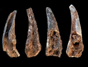 I neanderthal e il mare: resti di granchio