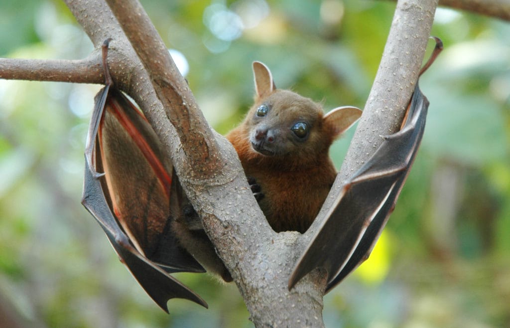 Pipistrelli bruciati vivi