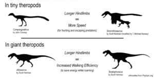 Le gambe del T-rex: schema