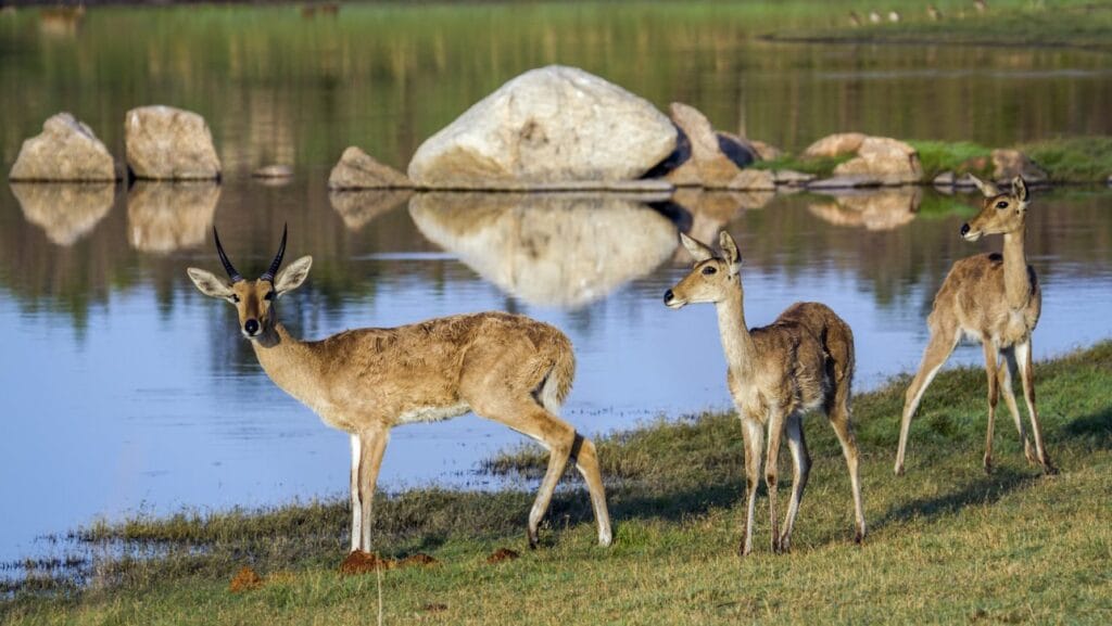 Un vero eden preistorico: antilopi in sud africa