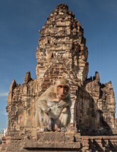 uomo e natura macaco del tempio di Lopburi