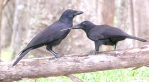 L'infanzia dei corvidi: corvi della nuova caledonia