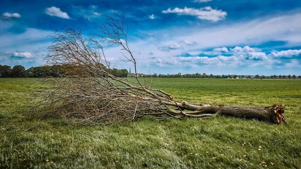 alberi sradicati