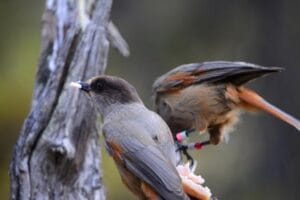 L'infanzia dei corvidi: ghiandaie