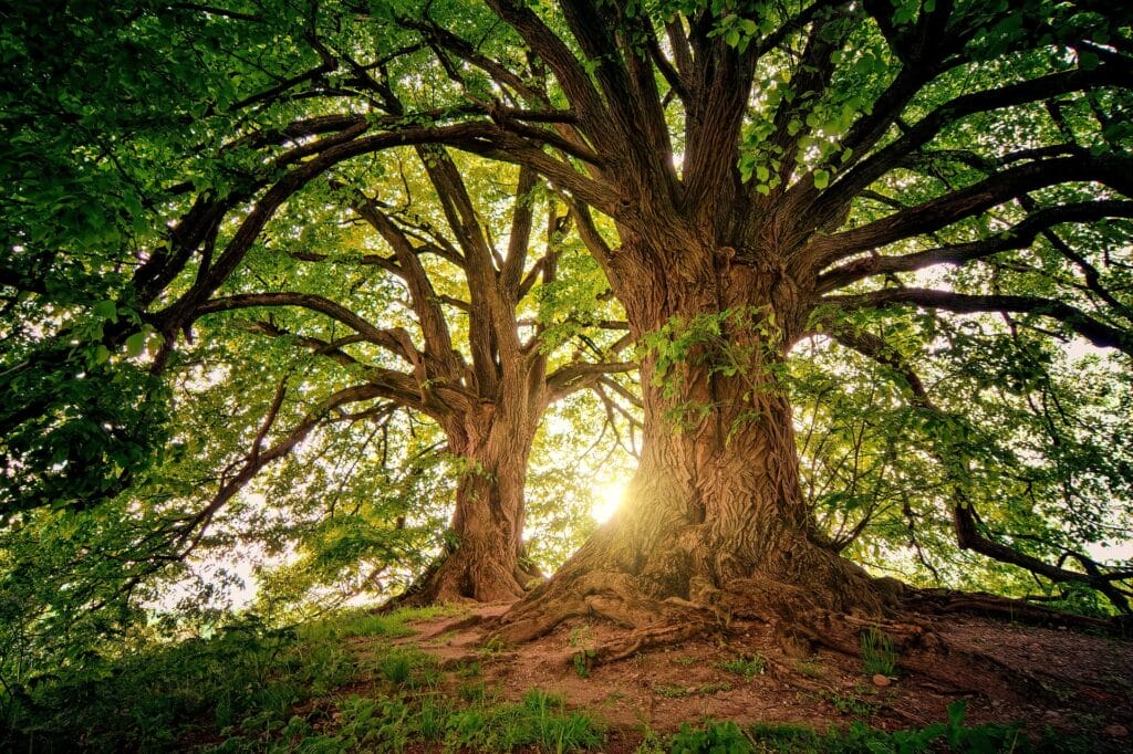 Giornata nazionale degli alberi Alberi a rischio estinzione: lo dice il rapporto stilato dall'IUCN