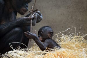 Cervelli grandi e mani capaci: bonobo