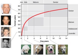 La verà età dei cani: grafico