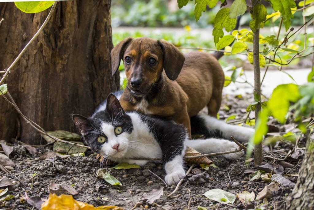 Litigare come cani e gatti : coppia 1