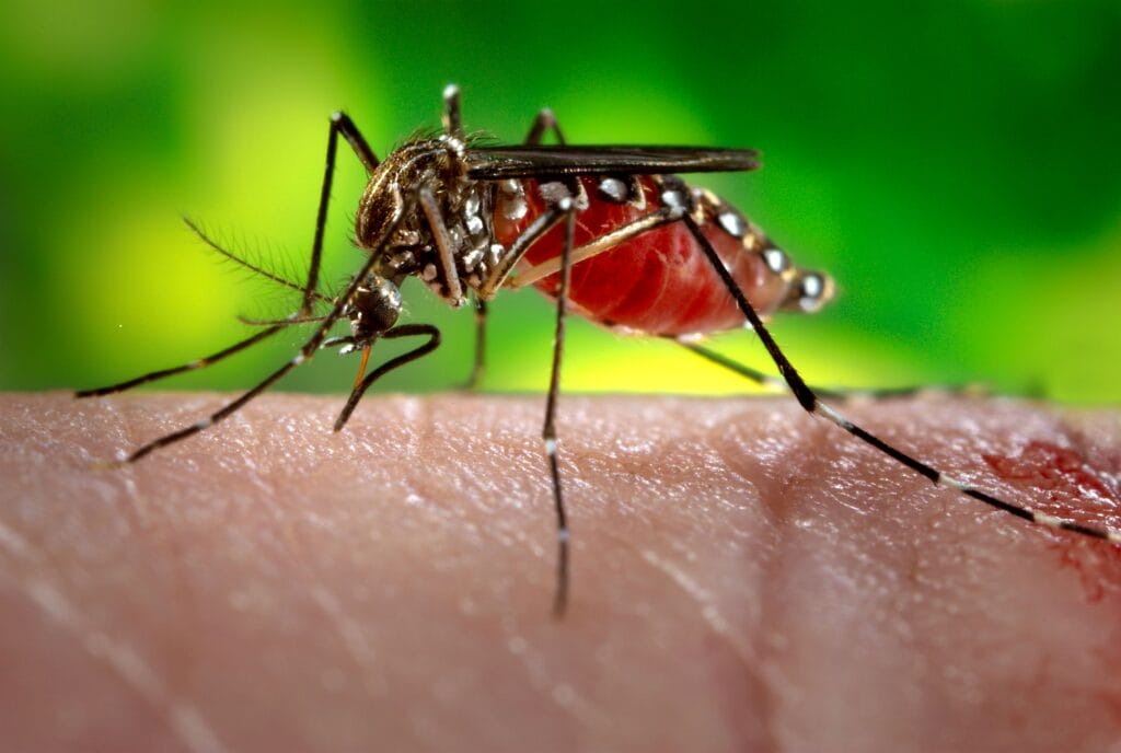 epidemia Dengue zanzara virus zika