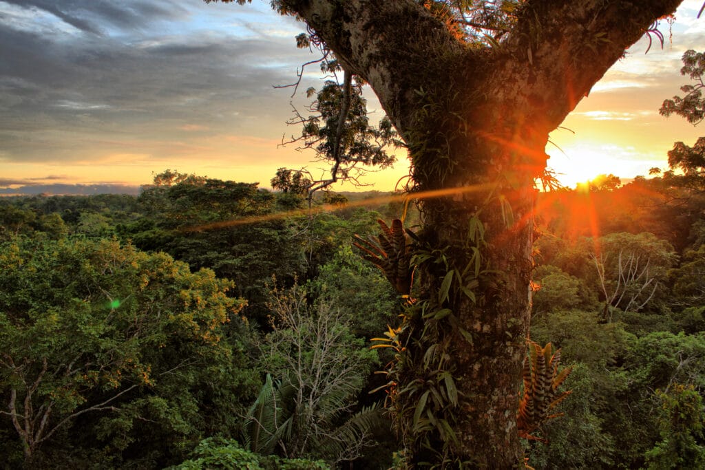 Pantanal-in-fiamme-Amazzonia-Brasile