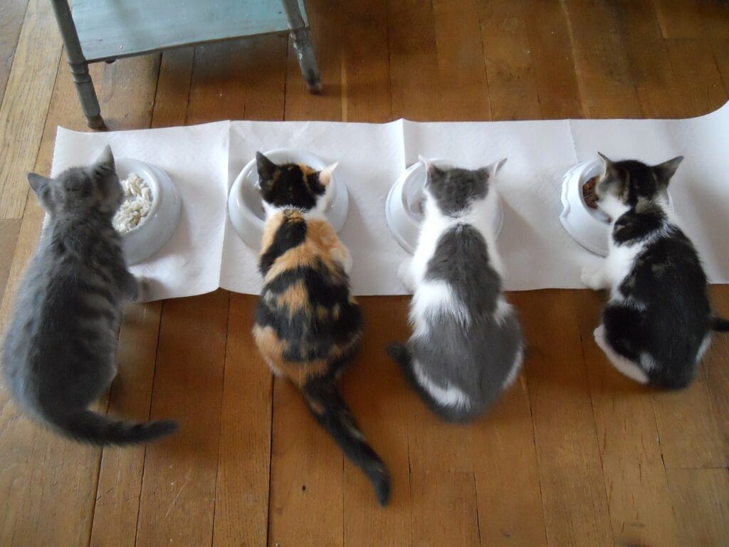 alimentazione dei gatti domestici