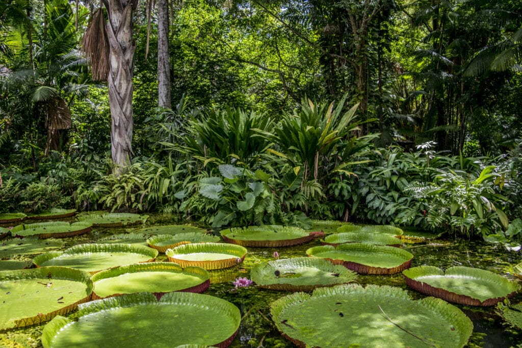 La fine della foresta: 1