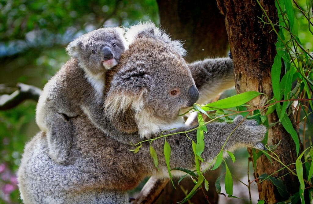 estinzione koala