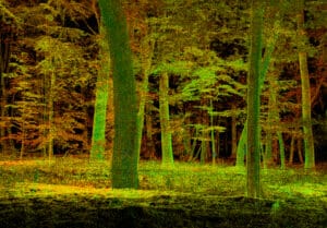 Foreste del mondo: I ricercatori usano i laser per scansionare la struttura ad albero. La struttura di una foresta primordiale è mostrata qui.