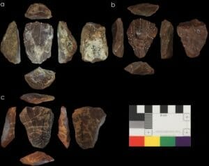 Neanderthal e Sapiens:2