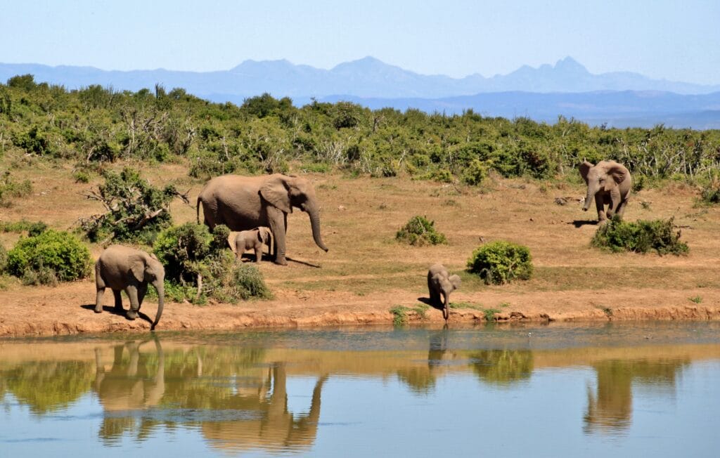 perso il 70% della fauna selvatica