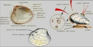 Bivalve