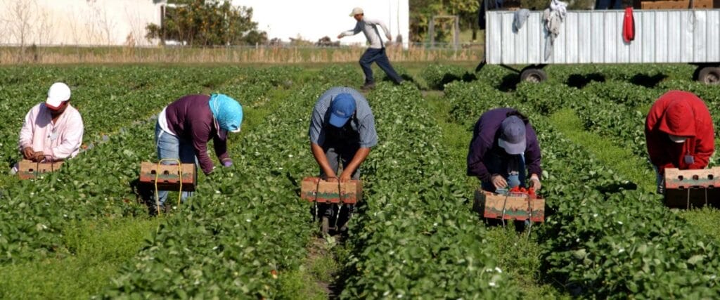 Discriminazione salariale tra braccianti sfruttamento nel Parco naturale del Circeo Caporalato