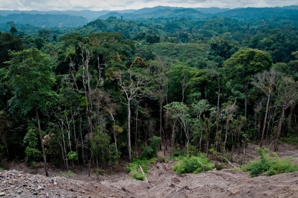deforestazione dell'Amazzonia Greenwashing in Amazzonia, report di Stand.earth