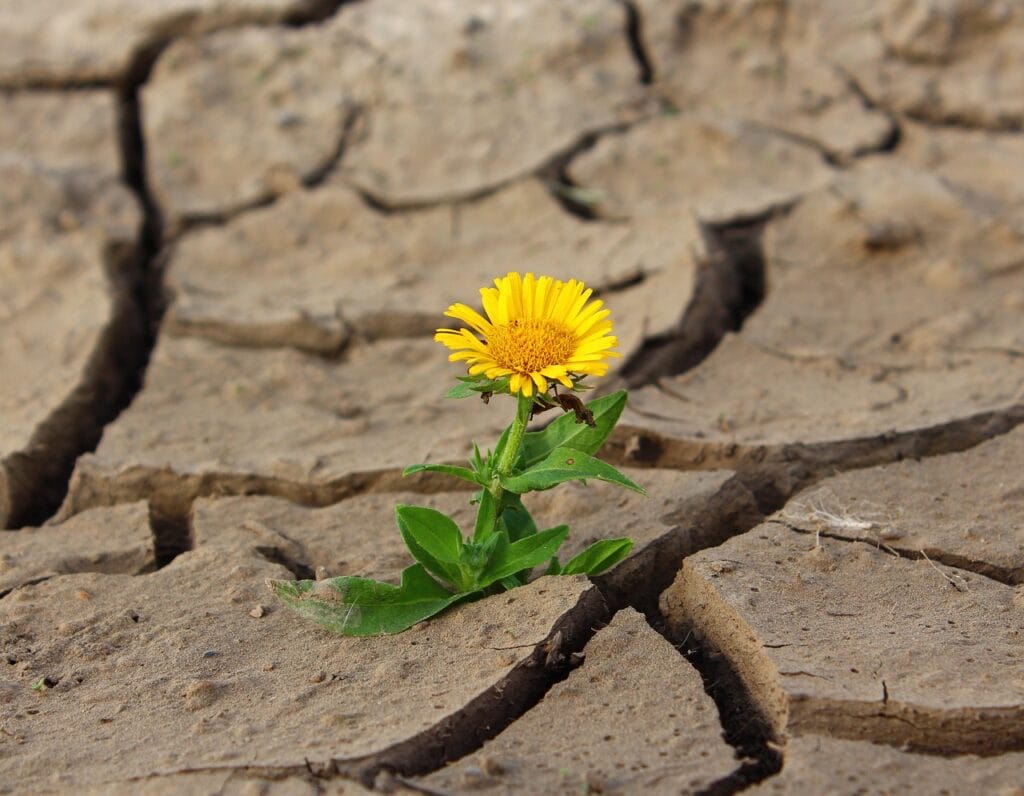 Combattere la desertificazione e la siccità nel mondo è possibile