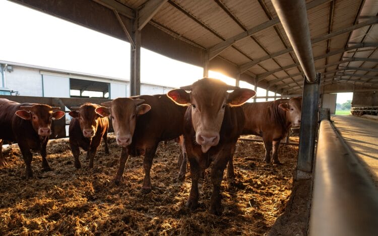 La politica del mangiare può essere onnivora, a patto di un consumo attento e responsabile