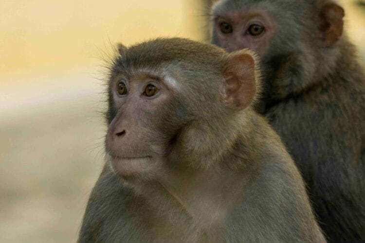 scimmia-clonata-in-Cina