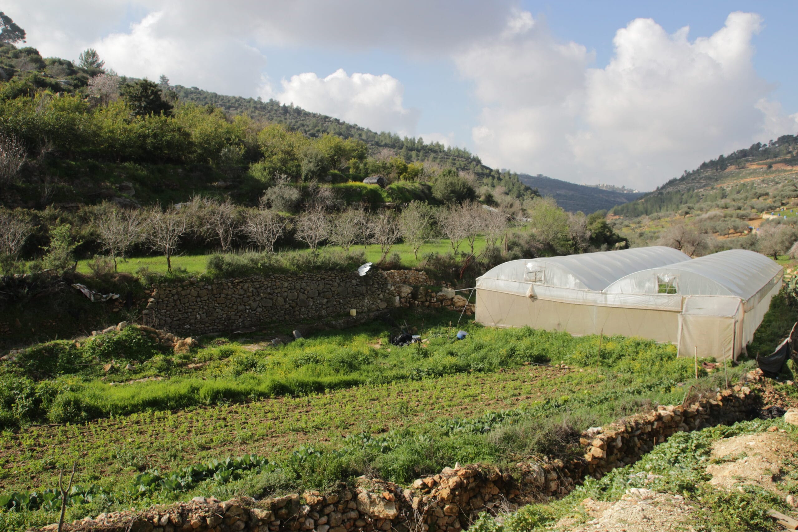 Campagna di Ramallah (Palestina) - Andrea Umbrello