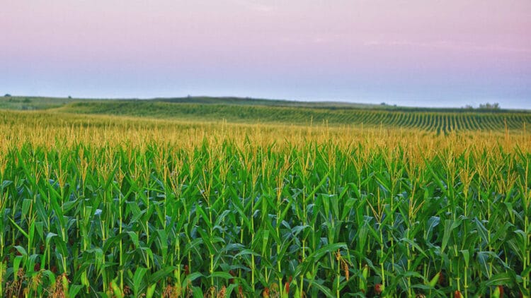 Il funzionamento perverso dell'agricoltura attraverso l'uso di monocolture intensive.