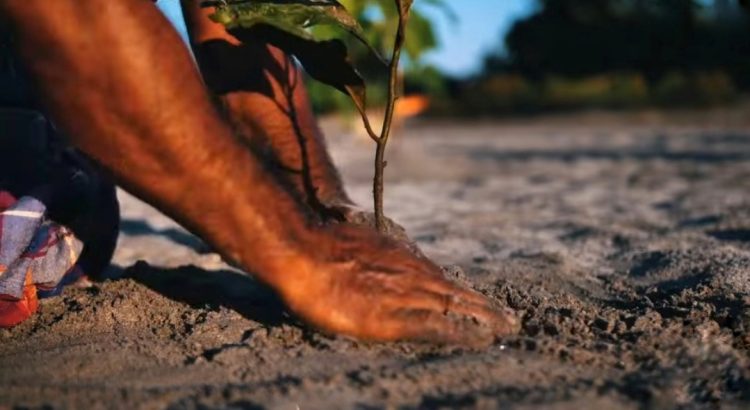 Jadav Payeng, l'uomo della foresta indiana