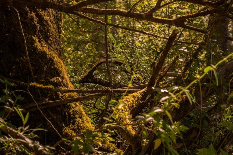 In Patagonia, Mapuche e scienza per la riforestazione